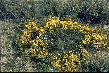 APII jpeg image of Acacia pulvinaris  © contact APII