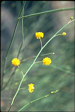 APII jpeg image of Acacia restiacea  © contact APII