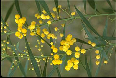 APII jpeg image of Acacia retinodes  © contact APII