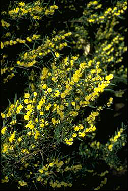 APII jpeg image of Acacia siculiformis  © contact APII