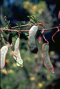 APII jpeg image of Acacia terminalis  © contact APII