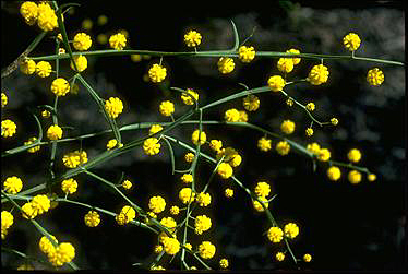 APII jpeg image of Acacia trigonophylla  © contact APII