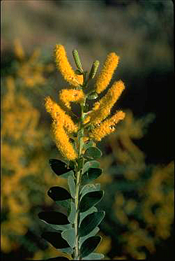 APII jpeg image of Acacia wickhamii subsp. wickhamii  © contact APII