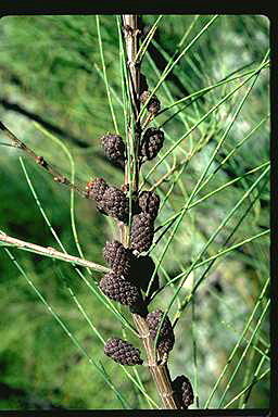 APII jpeg image of Allocasuarina portuensis  © contact APII