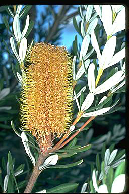 APII jpeg image of Banksia verticillata  © contact APII