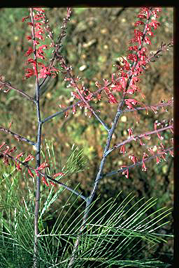 APII jpeg image of Grevillea dryandri  © contact APII