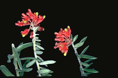 APII jpeg image of Grevillea saccata  © contact APII