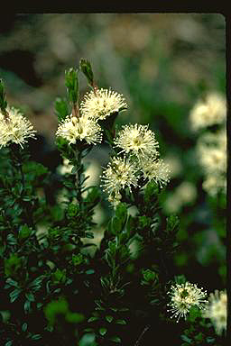 APII jpeg image of Kunzea cambagei  © contact APII