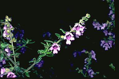 APII jpeg image of Prostanthera stricta  © contact APII