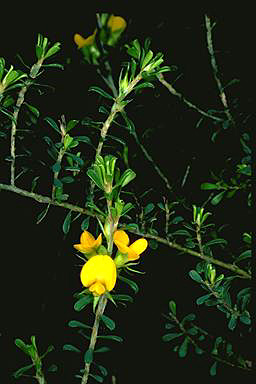 APII jpeg image of Pultenaea parviflora  © contact APII