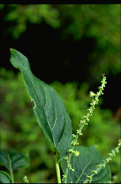 APII jpeg image of Claoxylon tenerifolium  © contact APII