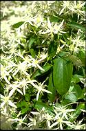 Clematis aristata 