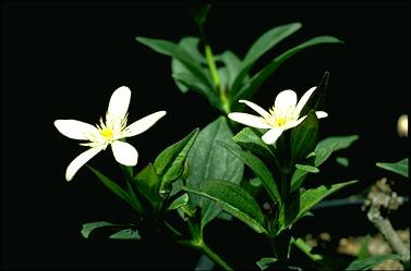 APII jpeg image of Clematis gentianoides  © contact APII