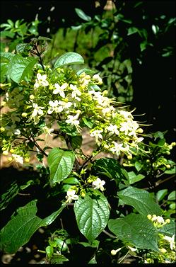 APII jpeg image of Clerodendrum tomentosum  © contact APII