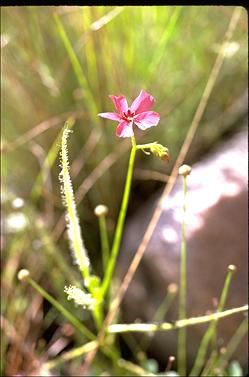 APII jpeg image of Drosera indica  © contact APII