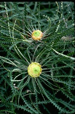 APII jpeg image of Banksia mucronulata  © contact APII