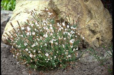 APII jpeg image of Epacris pulchella  © contact APII