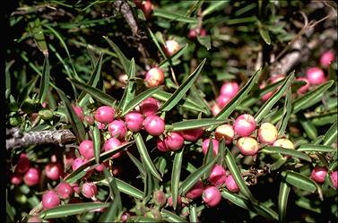 APII jpeg image of Eremophila debilis  © contact APII