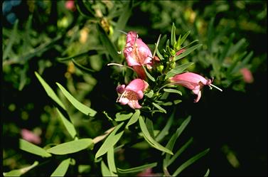 APII jpeg image of Eremophila laanii  © contact APII