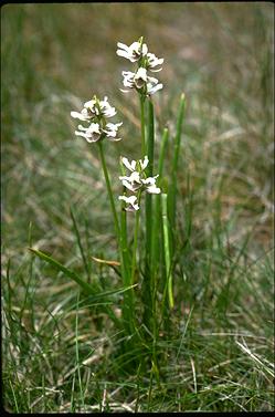 APII jpeg image of Prasophyllum suttonii  © contact APII