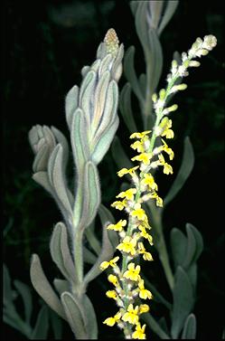 APII jpeg image of Verreauxia villosa  © contact APII