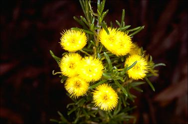 APII jpeg image of Verticordia chrysantha  © contact APII