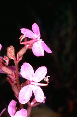 APII jpeg image of Stylidium graminifolium  © contact APII