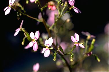 APII jpeg image of Stylidium laricifolium  © contact APII