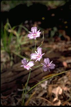 APII jpeg image of Thysanotus banksii  © contact APII