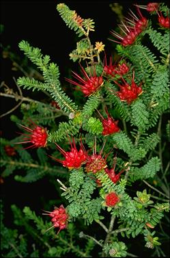 APII jpeg image of Darwinia oldfieldii  © contact APII