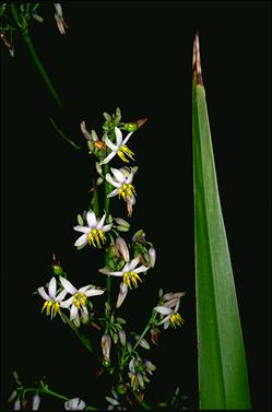 APII jpeg image of Dianella caerulea var. vannata  © contact APII