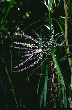 APII jpeg image of Cordyline stricta  © contact APII