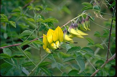 APII jpeg image of Crotalaria laburnifolia  © contact APII