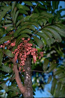 APII jpeg image of Cupaniopsis newmanii  © contact APII