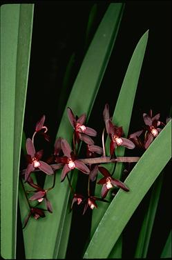 APII jpeg image of Cymbidium canaliculatum  © contact APII