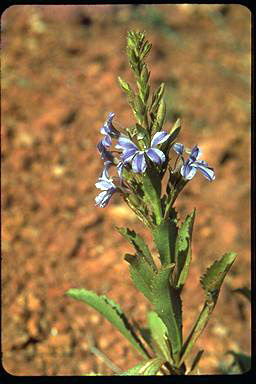 APII jpeg image of Goodenia scaevolina  © contact APII