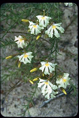 APII jpeg image of Lechenaultia stenosepala  © contact APII