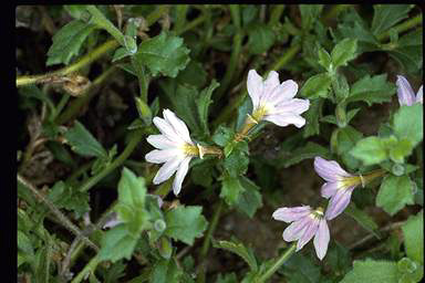 APII jpeg image of Scaevola albida  © contact APII