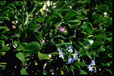 APII jpeg image of Scaevola calendulacea  © contact APII