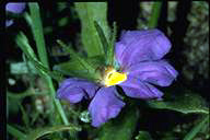 Scaevola phlebopetala - click for larger image