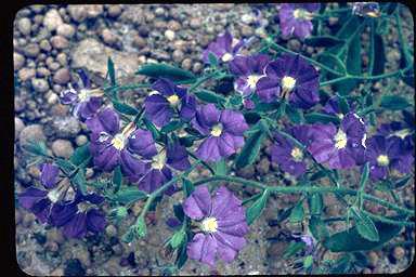 APII jpeg image of Scaevola striata  © contact APII