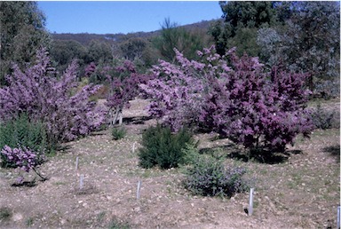 APII jpeg image of Prostanthera incisa  © contact APII