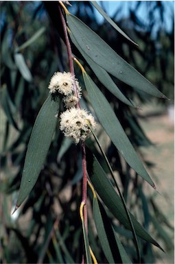 APII jpeg image of Eucalyptus lacrimans  © contact APII