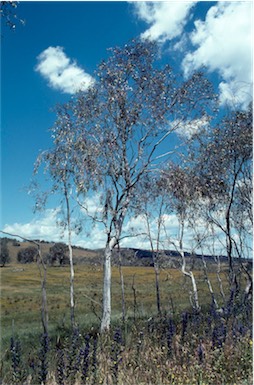 APII jpeg image of Eucalyptus lacrimans  © contact APII