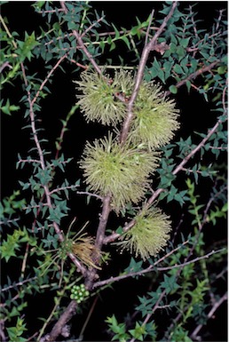 APII jpeg image of Melaleuca cardiophylla  © contact APII