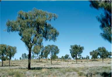 APII jpeg image of Allocasuarina decaisneana  © contact APII