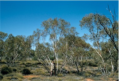 APII jpeg image of Eucalyptus transcontinentalis  © contact APII