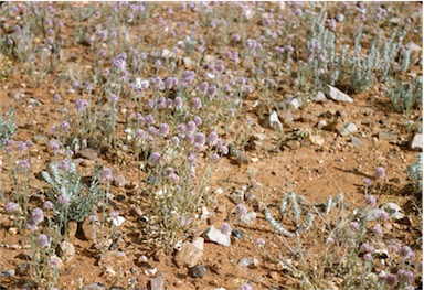 APII jpeg image of Ptilotus helipteroides  © contact APII