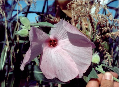 APII jpeg image of Hibiscus symonii  © contact APII