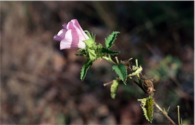 APII jpeg image of Hibiscus setulosus  © contact APII